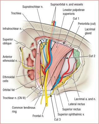 thumbs/Superior Orbit.jpeg.jpg